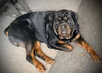 Harper, a female Rottweiler for sale in Saluda, NC – 8 of 10