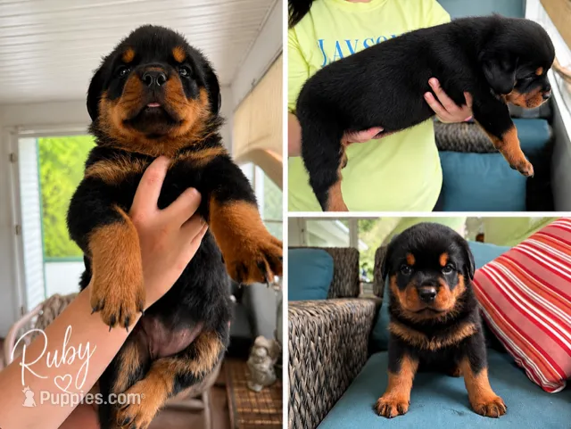 Ruby – Rottweiler puppy for sale in Saluda, NC