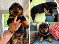 Ruby, a female Rottweiler for sale in Saluda, NC – 2 of 10