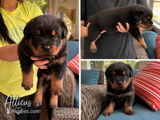 Atticus – Rottweiler puppy for sale in Saluda, NC