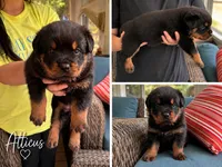 Atticus, a male Rottweiler for sale in Saluda, NC – 2 of 10