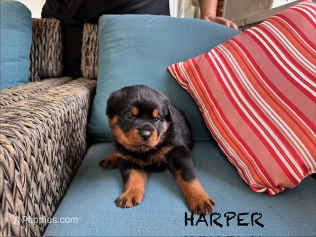 Harper – Rottweiler puppy for sale in Saluda, NC