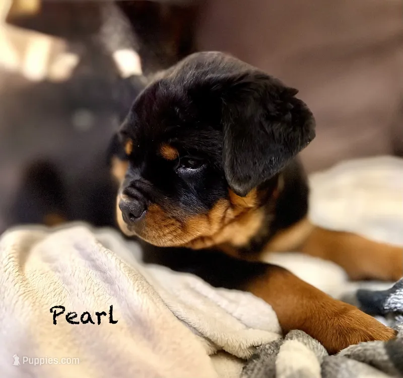 Pearl – Rottweiler puppy for sale in Saluda, NC