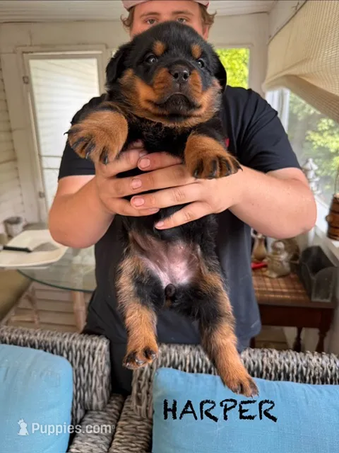 Harper – Rottweiler puppy for sale in Saluda, NC