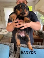 Harper, a female Rottweiler for sale in Saluda, NC – 2 of 10