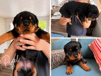 Pearl, a female Rottweiler for sale in Saluda, NC – 3 of 10
