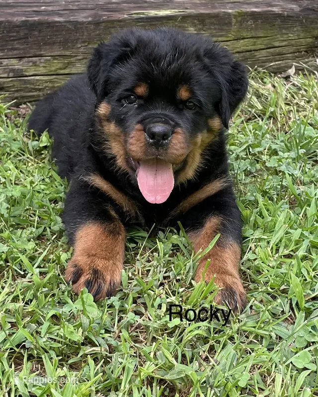 Rocky – Rottweiler puppy for sale in Saluda, NC