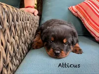 Atticus, a male Rottweiler for sale in Saluda, NC – 3 of 10