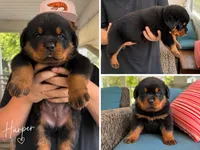 Harper, a female Rottweiler for sale in Saluda, NC – 4 of 10