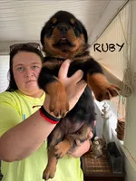 Ruby, a female Rottweiler for sale in Saluda, NC – 4 of 10