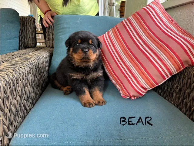 Bear – Rottweiler puppy for sale in Saluda, NC