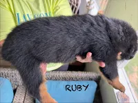 Ruby, a female Rottweiler for sale in Saluda, NC – 3 of 10