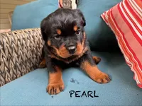 Pearl, a female Rottweiler for sale in Saluda, NC – 1 of 10