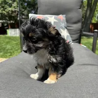 Will, a male Miniature Aussiedoodle for sale in Macomb Township, MI – 2 of 5