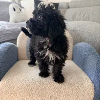 Carly, a female Poodle - Miniature  for sale in Macomb Township, MI – 3 of 5