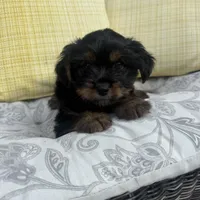 Ross, a male Shih Tzu and Yorkshire Terrier for sale in Macomb Township, MI – 3 of 4