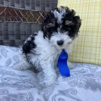 Oreo, a male Poodle - Toy  for sale in Macomb Township, MI – 4 of 5
