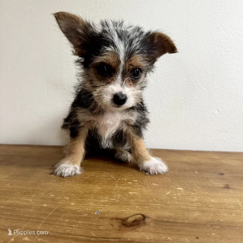 Sable  – Chorkie puppy for sale in Macomb Township, MI