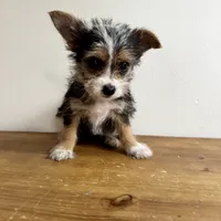 Sable , a female Chorkie for sale in Macomb Township, MI – 1 of 7