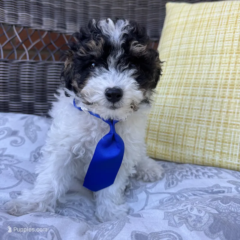 Oreo – Poodle - Toy  puppy for sale in Macomb Township, MI