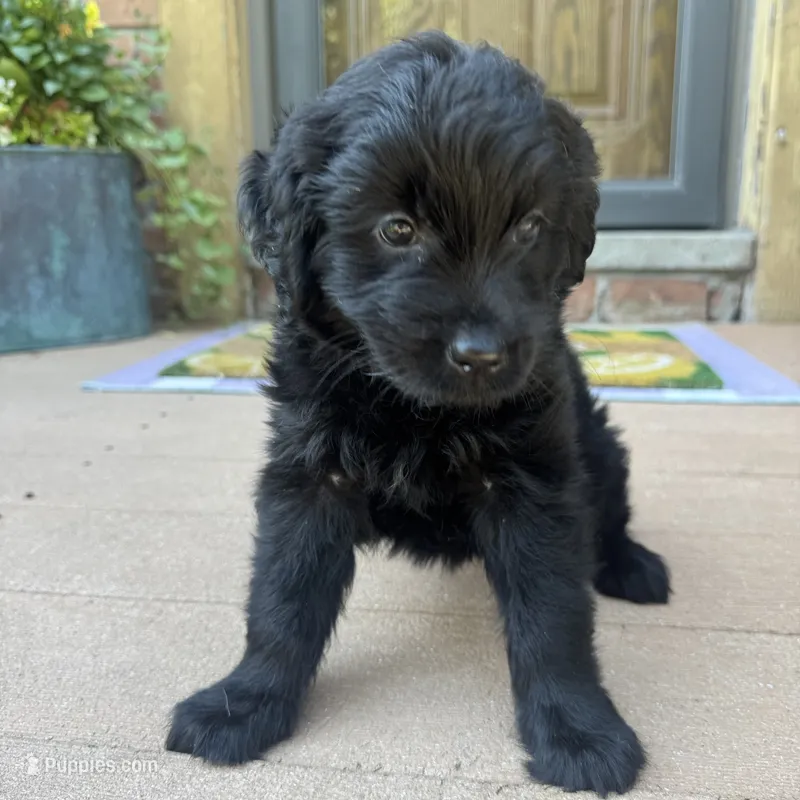 Lily  – Golden Retriever, Bernedoodle puppy for sale in Macomb Township, MI