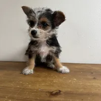 Sable , a female Chorkie for sale in Macomb Township, MI – 7 of 7