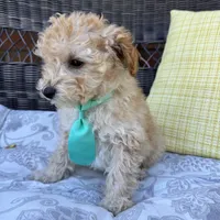 Honey , a male Poodle - Toy  for sale in Macomb Township, MI – 4 of 5