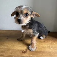 Lenny , a male Chorkie for sale in Macomb Township, MI – 3 of 5
