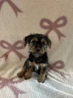 Pheobe, a female Shih Tzu and Yorkshire Terrier for sale in Macomb Township, MI – 4 of 4