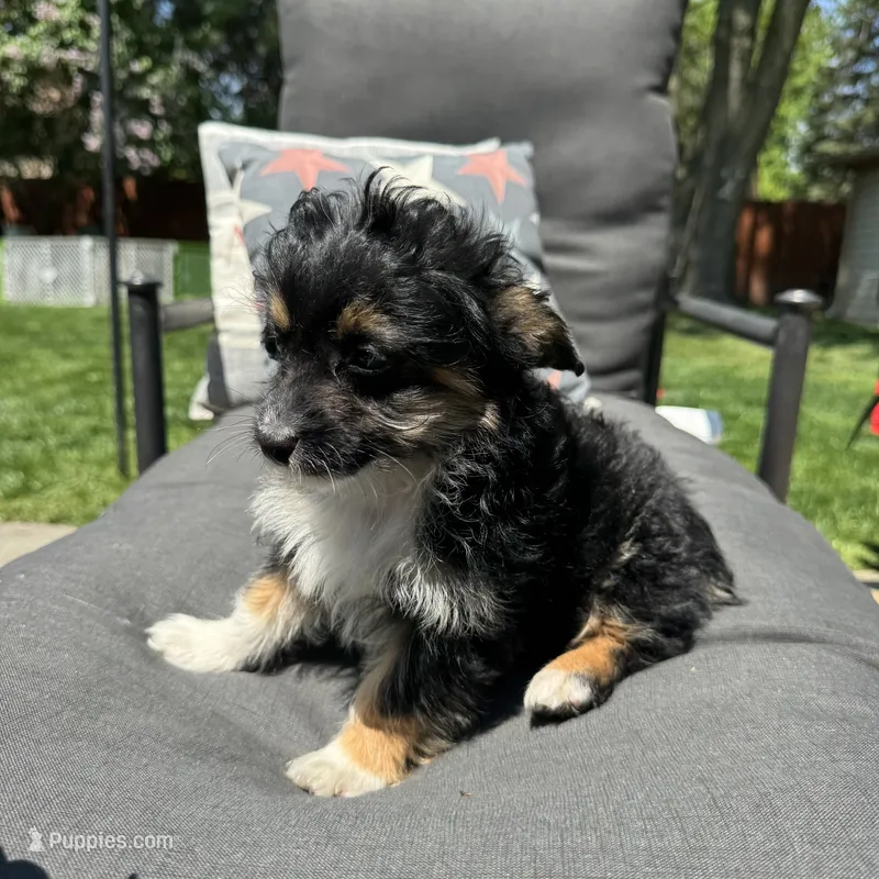 Willy  – Poodle - Miniature , Toy Australian Shepherd puppy for sale in Macomb Township, MI