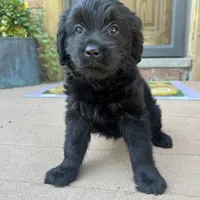Serena , a female Golden Retriever and Bernedoodle for sale in Macomb Township, MI – 2 of 6