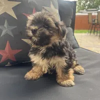 Cam, a male Morkie for sale in Macomb Township, MI – 7 of 8