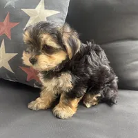 Louis, a male Morkie for sale in Macomb Township, MI – 3 of 7