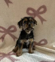 Pheobe, a female Shih Tzu and Yorkshire Terrier for sale in Macomb Township, MI – 2 of 4