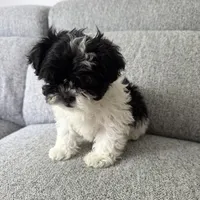 Stacey , a female Shih Tzu for sale in Macomb Township, MI – 4 of 4