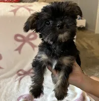 Rachel, a female Shorkie for sale in Macomb Township, MI – 2 of 4