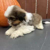Fudge, a male Shih Tzu for sale in Macomb Township, MI – 6 of 10