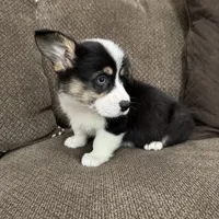 Chip, a male Pembroke Welsh Corgi for sale in Macomb Township, MI – 2 of 6