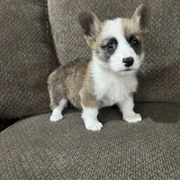 Chester , a male Pembroke Welsh Corgi for sale in Macomb Township, MI – 3 of 5