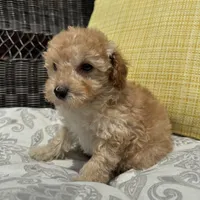 Honey , a male Poodle - Miniature  for sale in Macomb Township, MI – 6 of 6