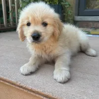 Chuck, a male Golden Retriever and Bernedoodle for sale in Macomb Township, MI – 4 of 6