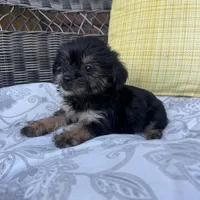 Monica , a female Shih Tzu and Yorkshire Terrier for sale in Macomb Township, MI – 1 of 7