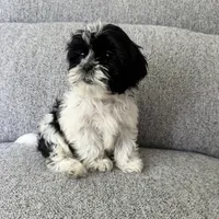 Laney, a female Shih Tzu for sale in Macomb Township, MI – 3 of 6