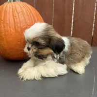 Fudge, a male Shih Tzu for sale in Macomb Township, MI – 4 of 10