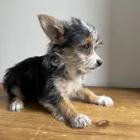 Sable , a female Chorkie for sale in Macomb Township, MI – 6 of 7