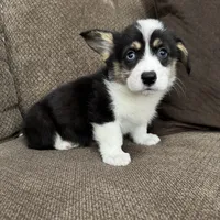 Chip, a male Pembroke Welsh Corgi for sale in Macomb Township, MI – 6 of 6
