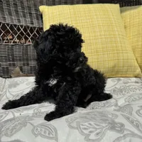 George , a male Poodle - Miniature  for sale in Macomb Township, MI – 4 of 7