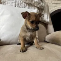 Franny, a female Chihuahua for sale in Macomb Township, MI – 5 of 5