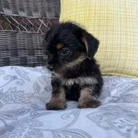 Phoebe , a female Shorkie for sale in Macomb Township, MI – 2 of 5