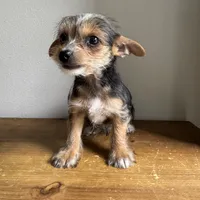 Lenny , a male Chorkie for sale in Macomb Township, MI – 4 of 5